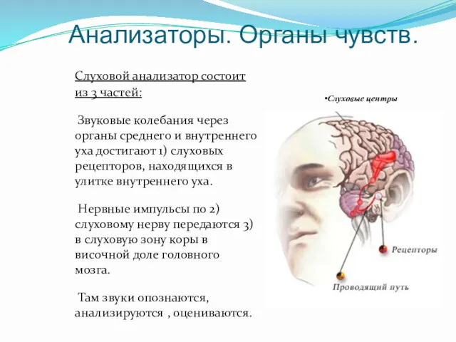 Анализаторы. Органы чувств. Слуховой анализатор состоит из 3 частей: Звуковые