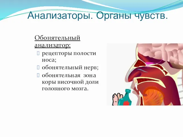 Анализаторы. Органы чувств. Обонятельный анализатор: рецепторы полости носа; обонятельный нерв;