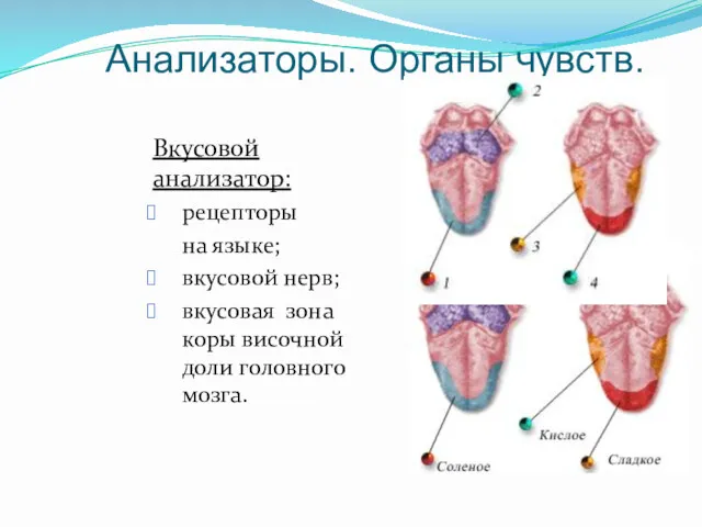 Анализаторы. Органы чувств. Вкусовой анализатор: рецепторы на языке; вкусовой нерв;