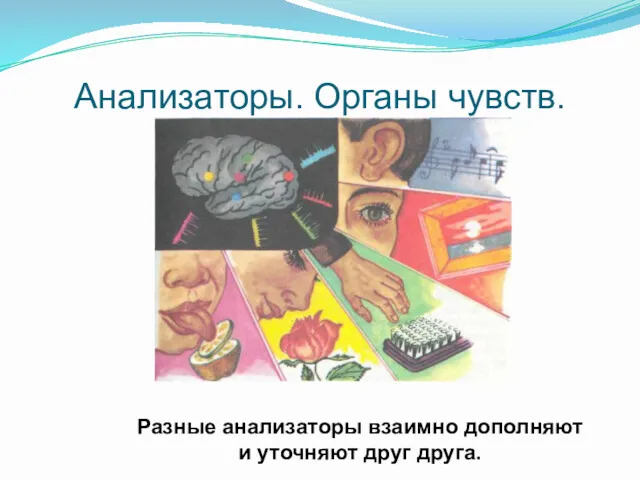 Анализаторы. Органы чувств. Разные анализаторы взаимно дополняют и уточняют друг друга.