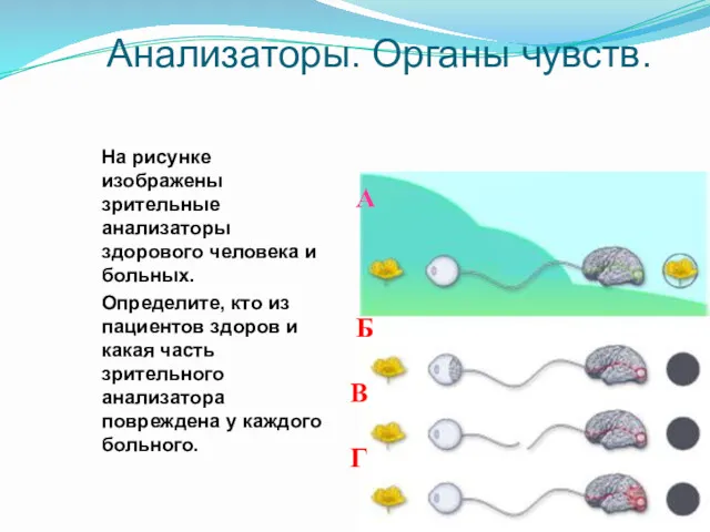 Анализаторы. Органы чувств. На рисунке изображены зрительные анализаторы здорового человека