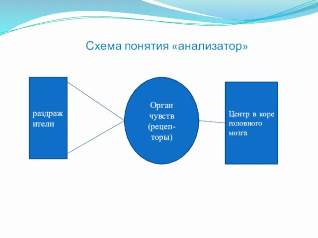 Схема понятия «анализатор» раздражители Орган чувств (рецеп- торы) Центр в коре головного мозга