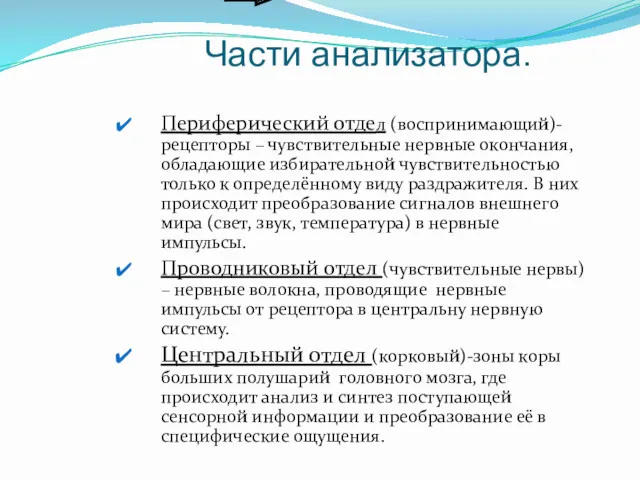 Части анализатора. Периферический отдел (воспринимающий)- рецепторы – чувствительные нервные окончания,