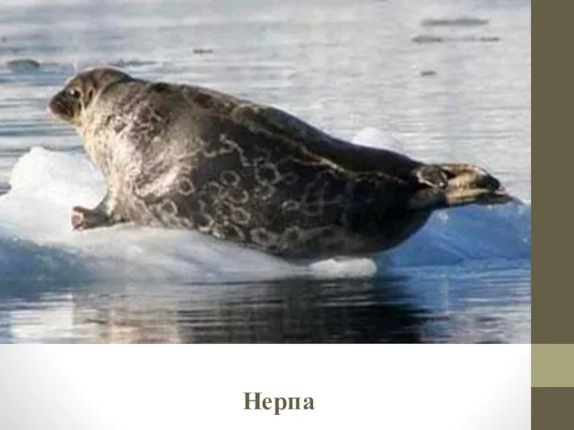 Нерпа