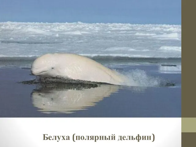 Белуха (полярный дельфин)