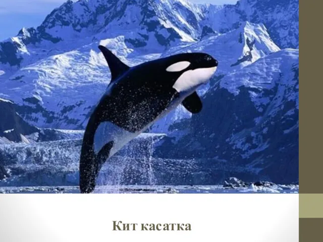 Кит касатка