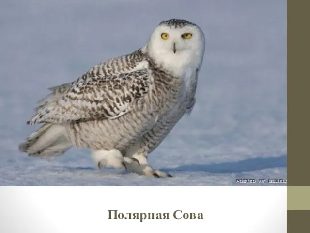 Полярная Сова