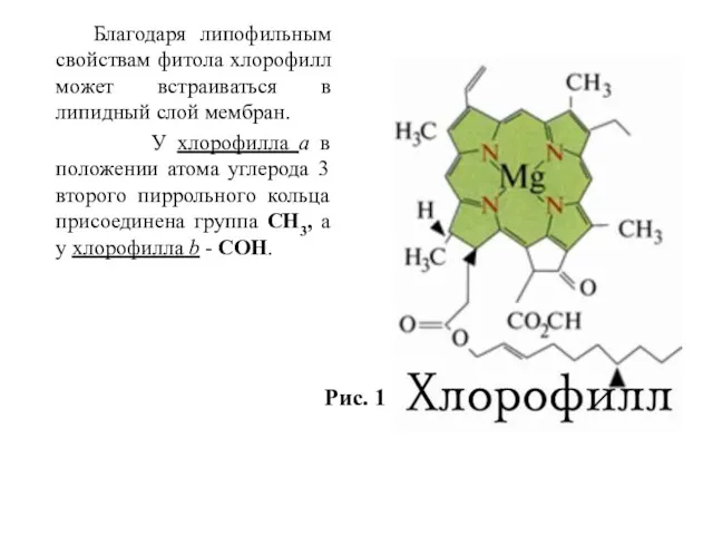 Благодаря липофильным свойствам фитола хлорофилл может встраиваться в липидный слой