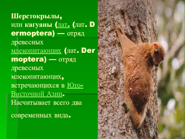 Шерстокрылы, или кагуаны (лат. (лат. Dermoptera) — отряд древесных млекопитающих