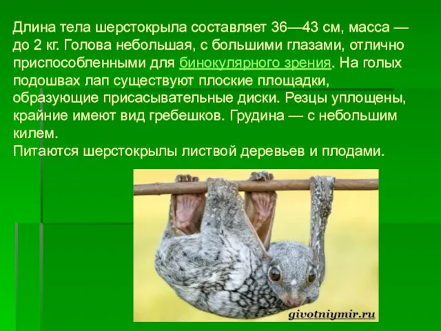 Длина тела шерстокрыла составляет 36—43 см, масса — до 2