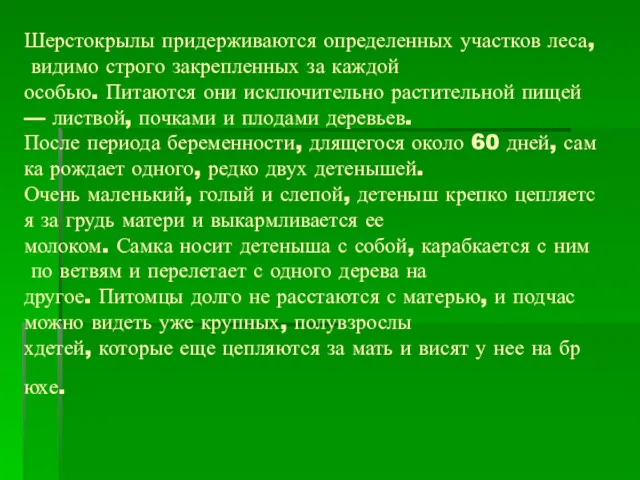 Шерстокрылы придерживаются определенных участков леса, видимо строго закрепленных за каждой