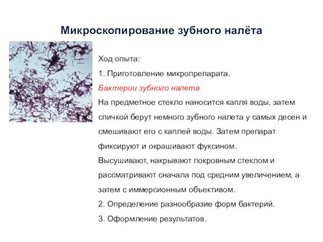 Микроскопирование зубного налёта Ход опыта: 1. Приготовление микропрепарата. Бактерии зубного