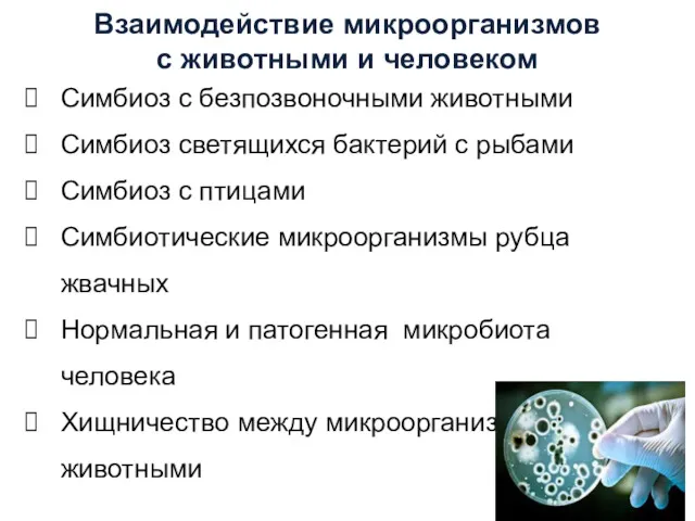 Взаимодействие микроорганизмов с животными и человеком Симбиоз с безпозвоночными животными