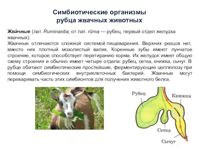 Симбиотические организмы рубца жвачных животных Жва́чные (лат. Ruminantia; от лат.