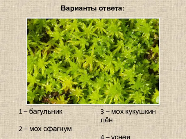 Варианты ответа: 1 – багульник 2 – мох сфагнум 3