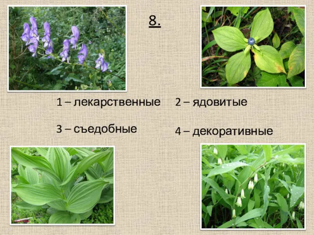 8. 1 – лекарственные 3 – съедобные 2 – ядовитые 4 – декоративные