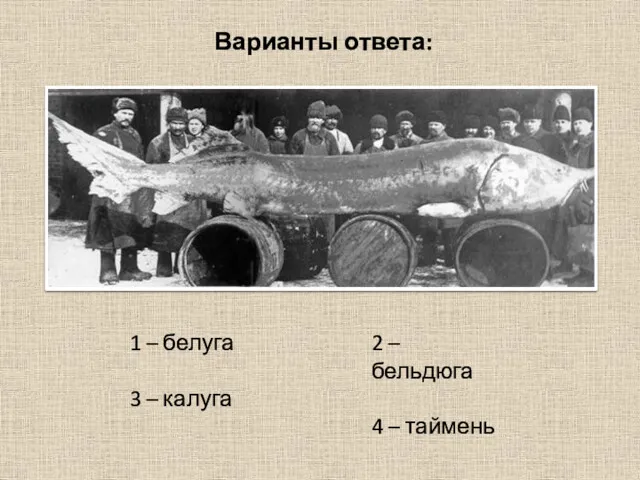 Варианты ответа: 1 – белуга 3 – калуга 2 – бельдюга 4 – таймень