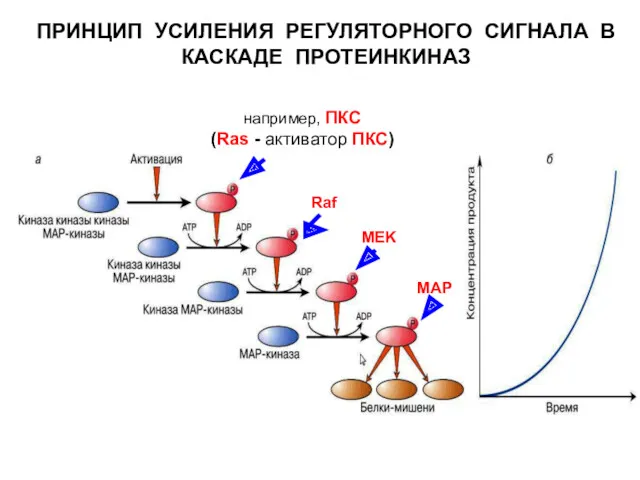ПРИНЦИП УСИЛЕНИЯ РЕГУЛЯТОРНОГО СИГНАЛА В КАСКАДЕ ПРОТЕИНКИНАЗ Raf MEK MAP например, ПКС (Ras - активатор ПКС)