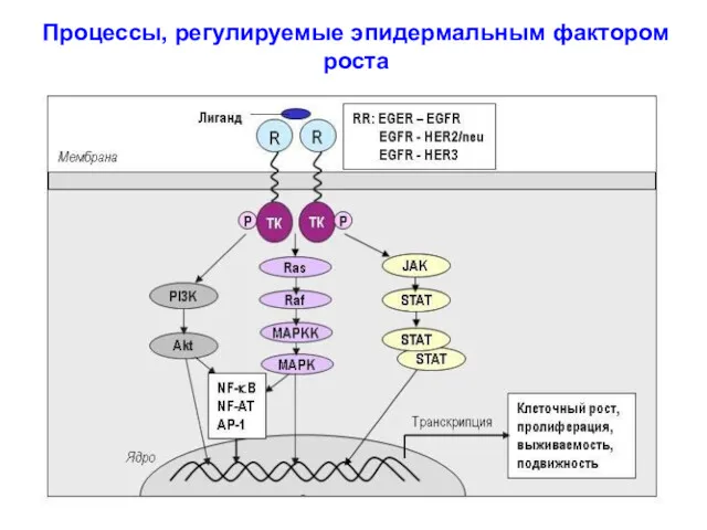 Процессы, регулируемые эпидермальным фактором роста