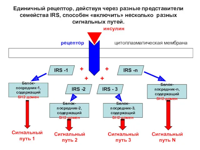 IRS -1 IRS -2 IRS - 3 IRS -n Белок-посредник-1,