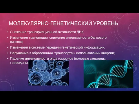 МОЛЕКУЛЯРНО-ГЕНЕТИЧЕСКИЙ УРОВЕНЬ Снижение транскрипционной активности ДНК; Изменение трансляции, снижение интенсивности