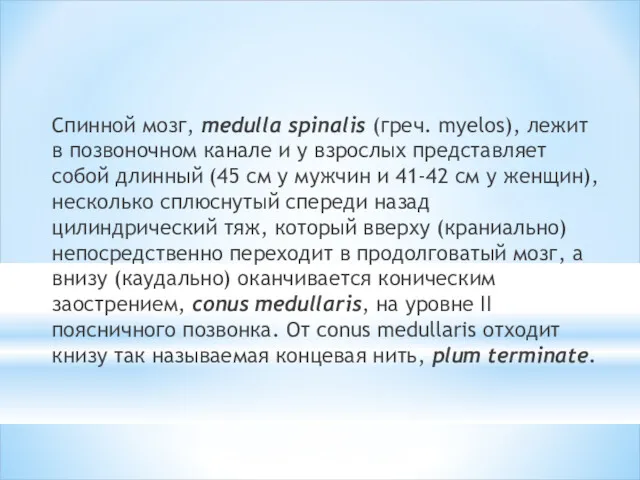 Спинной мозг, medulla spinalis (греч. myelos), лежит в позвоночном канале