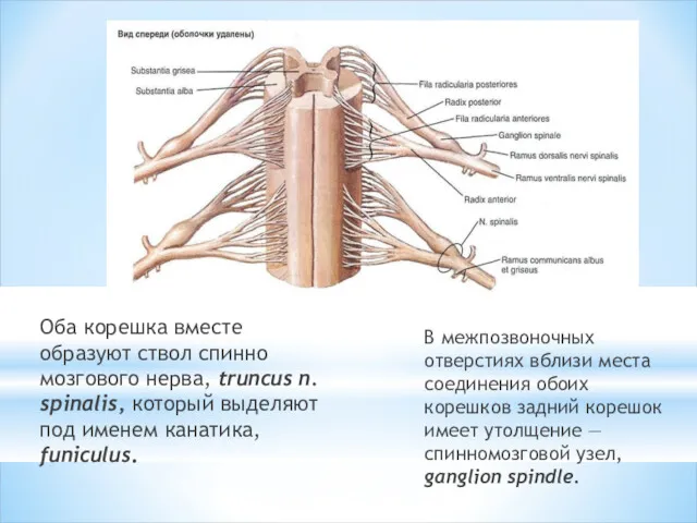 Оба корешка вместе образуют ствол спинно­мозгового нерва, truncus n. spinalis,