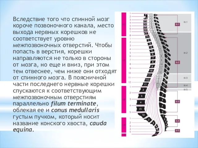 Вследствие того что спинной мозг короче позвоночного канала, место вы­хода