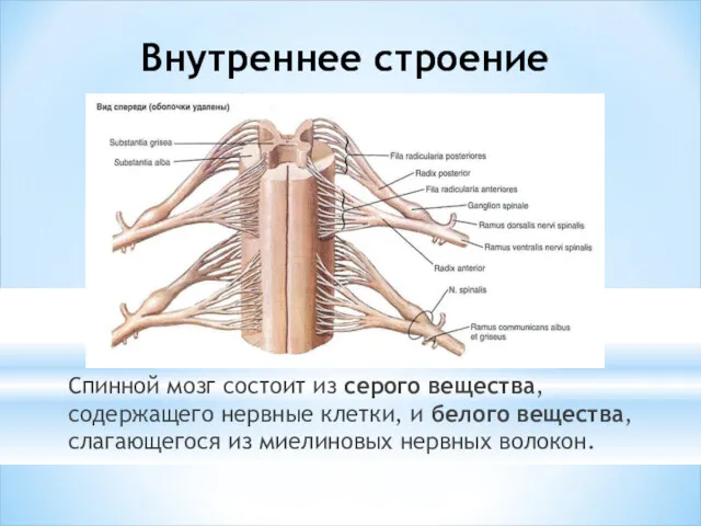 Внутреннее строение Спинной мозг состоит из серого вещества, содержащего нервные