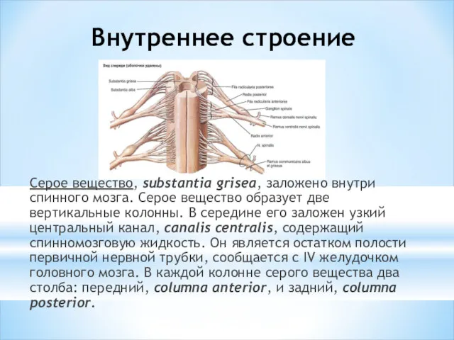 Внутреннее строение Серое вещество, substantia grisea, заложено внутри спинного мозга.