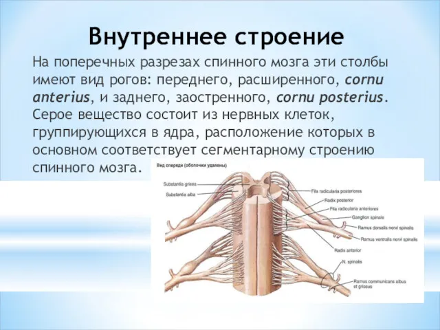 Внутреннее строение На поперечных разрезах спинного мозга эти столбы имеют