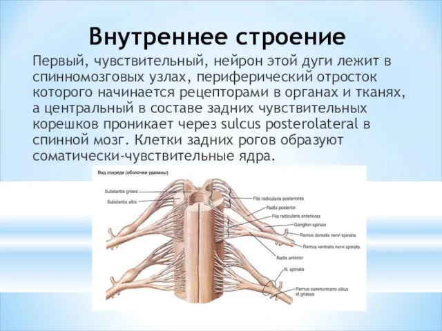 Внутреннее строение Первый, чувствительный, нейрон этой дуги лежит в спинномозговых