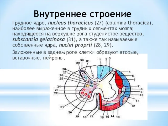 Внутреннее строение Грудное ядро, nucleus thoracicus (27) (columna thoracica), наиболее