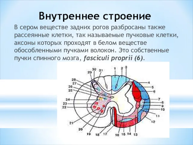 Внутреннее строение В сером веществе задних рогов разбросаны также рассеянные