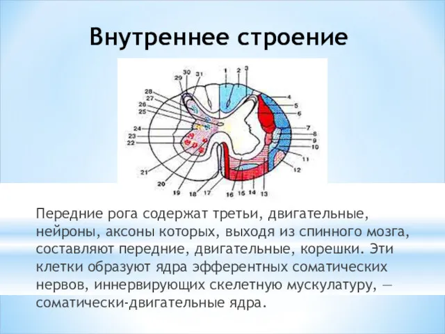 Внутреннее строение Передние рога содержат третьи, двигательные, нейроны, аксоны которых,