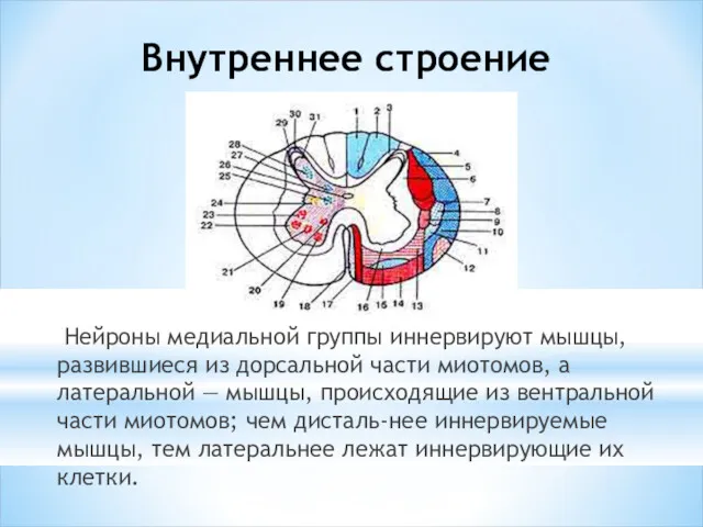 Внутреннее строение Нейроны медиальной группы иннервируют мышцы, развившиеся из дорсальной