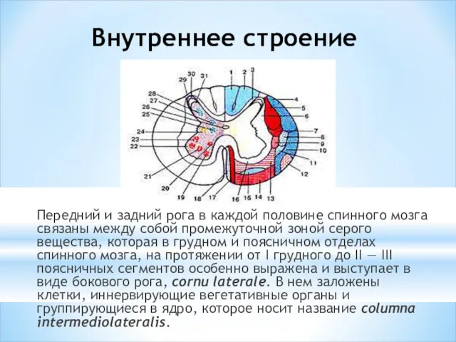 Внутреннее строение Передний и задний рога в каждой половине спинного