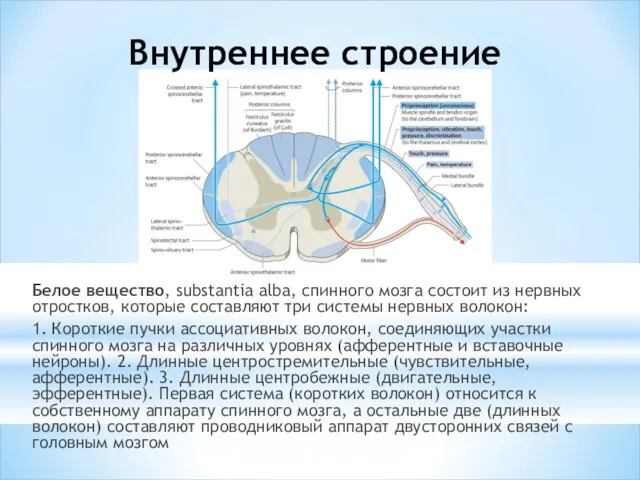 Внутреннее строение Белое вещество, substantia alba, спинного мозга состоит из