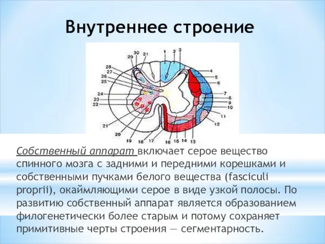 Внутреннее строение Собственный аппарат включает серое вещество спинного мозга с