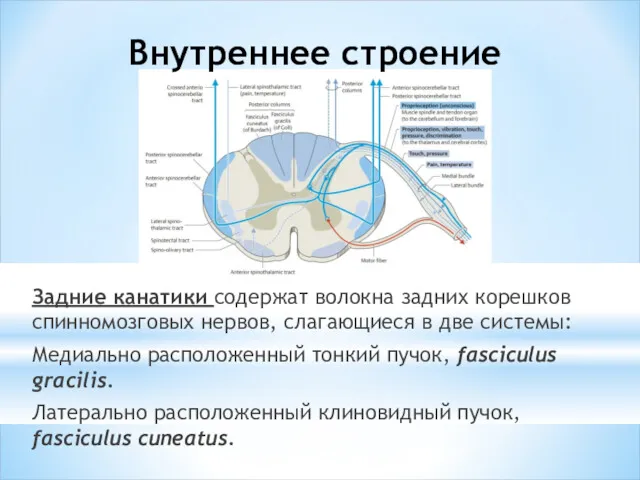 Внутреннее строение Задние канатики содержат волокна задних корешков спинномозговых нервов,