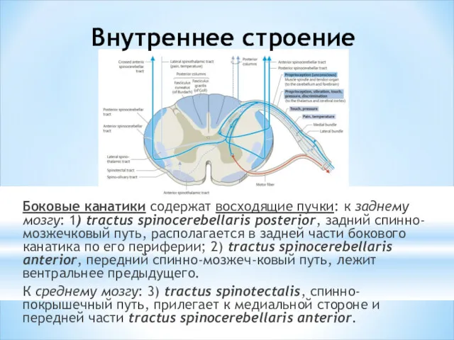 Внутреннее строение Боковые канатики содержат восходящие пучки: к заднему мозгу: