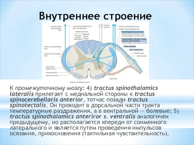 Внутреннее строение К промежуточному мозгу: 4) tractus spinothalamics lateralis прилегает