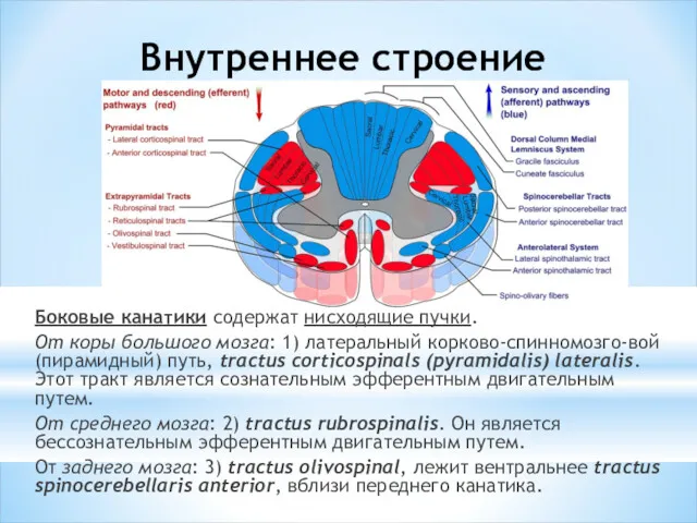 Внутреннее строение Боковые канатики содержат нисходящие пучки. От коры большого