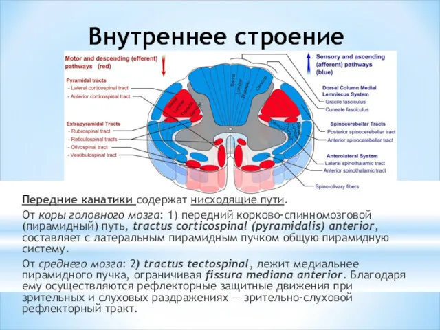 Внутреннее строение Передние канатики содержат нисходящие пути. От коры головного