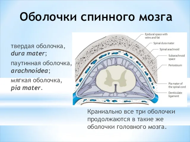 Оболочки спинного мозга твердая оболочка, dura mater; паутинная оболочка, arachnoidea;