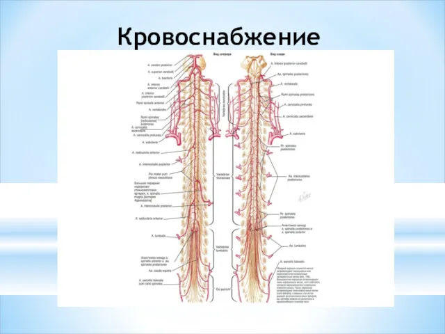 Кровоснабжение