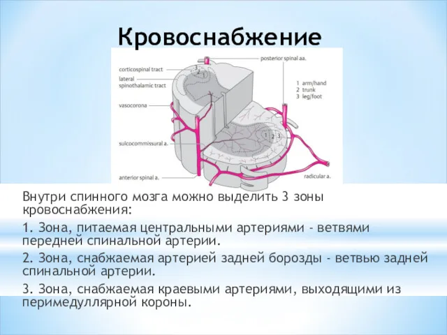 Кровоснабжение Внутри спинного мозга можно выделить 3 зоны кровоснабжения: 1.