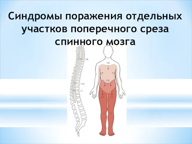 Синдромы поражения отдельных участков поперечного среза спинного мозга