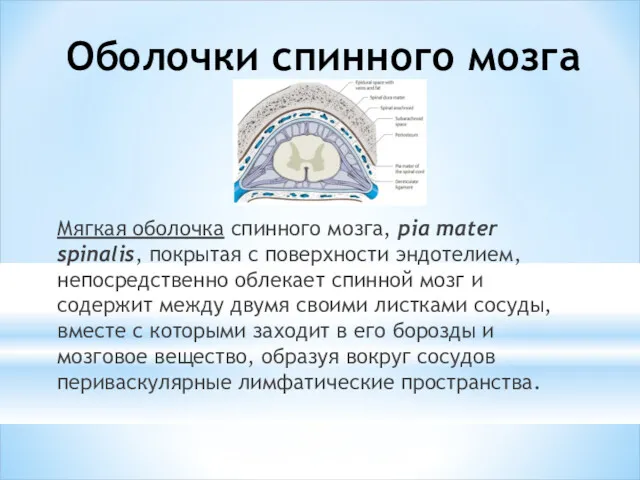 Оболочки спинного мозга Мягкая оболочка спинного мозга, pia mater spinalis,