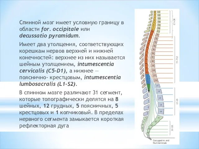 Спинной мозг имеет условную границу в области for. occipitale или